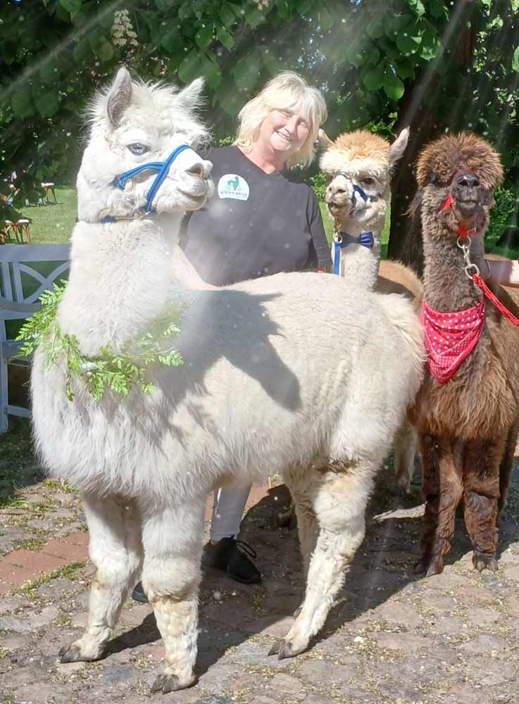 Heiraten mit Alpakas
