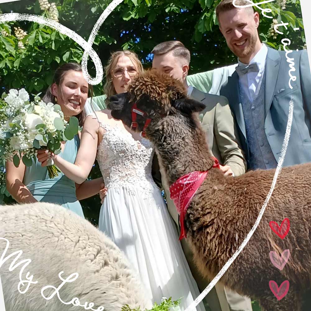 Heiraten mit Alpakas