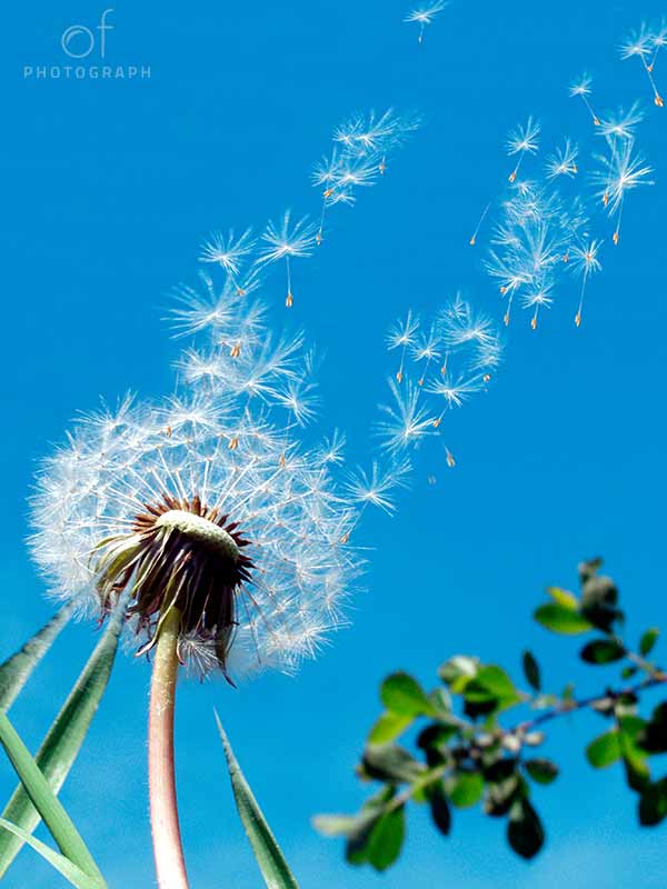 Leinwandbilder Natur